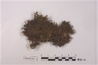 藏品(爪哇扁萼蘚)的圖片